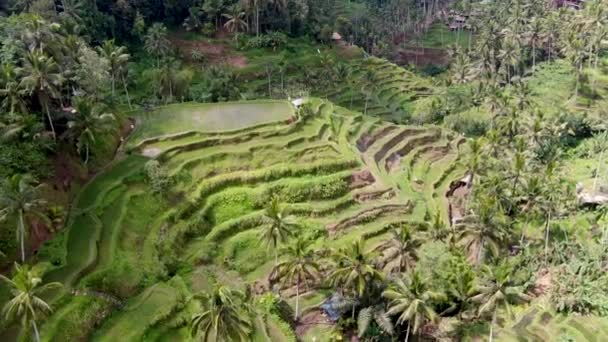Ikonická Rýžová Terasa Turistická Atrakce Ostrově Bali Letecký Výhled — Stock video