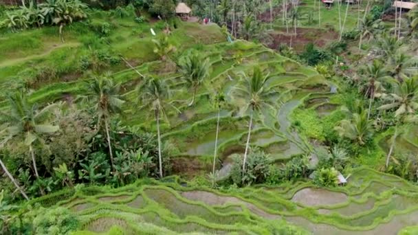 Zelené Pulzující Rýžové Terasy Palmami Bali Kinematografický Pohled — Stock video