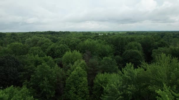 Flying Low Tree Plantation Peaceful Green Landscape Ohio Usa — стокове відео
