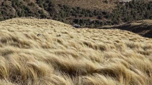 Graminées Dans Pente Montagne Avec Route Dessous San Luis Argentine — Video