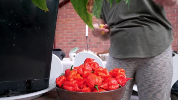 Red Chili Carolina Reaper Vagens Pimenta Colhidos Colocar Uma Tigela — Vídeo de Stock