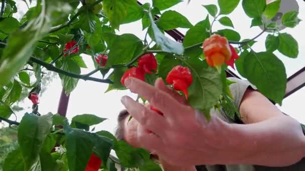 中年妇女用剪刀从辣椒植物上切下卡罗莱纳收割辣椒 低角度射击 — 图库视频影像