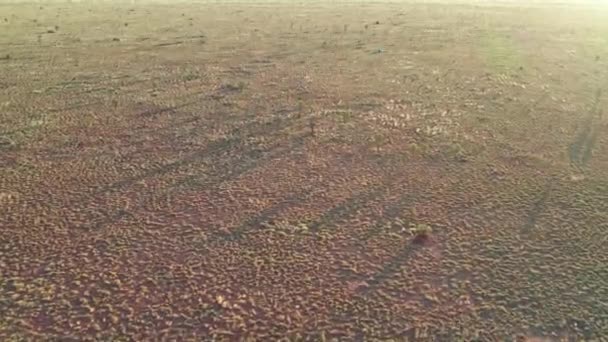 Légi Felvétel Két Autóról Emberekről Akik Tábort Vertek Tanami Sivatagban — Stock videók