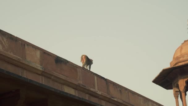 Λευκή Μαϊμού Σκαρφαλώνει Στον Τοίχο Στον Πύργο Του Ταζ Μαχάλ — Αρχείο Βίντεο