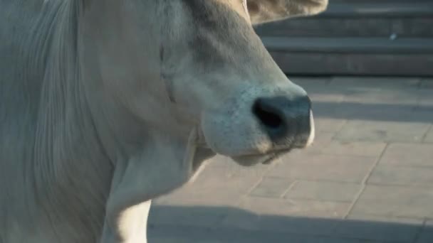 Mężczyzna Pieści Białą Krowę Miejskim Targu Agrze Indiach Zbliżenie Strzału — Wideo stockowe