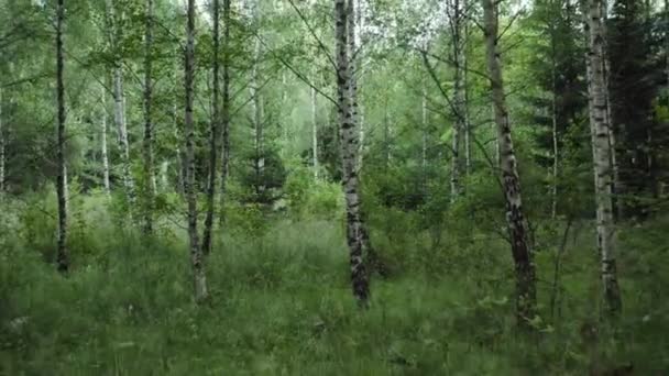 Dron Strzał Gęstego Lasu Brzozowego Szwecji Kamera Powoli Oddala Się — Wideo stockowe