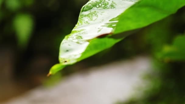 Close Banana Leaf Heavy Rain Tropical Environment Drop Water Falling — 비디오