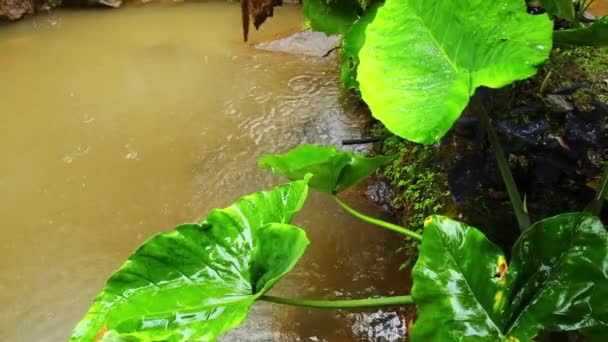 哥伦比亚山谷雨水湿润热带池塘下的金银花绿植物美国森林湿叶闪耀 — 图库视频影像
