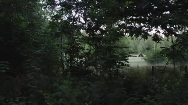 4Kシルエットの濃い森のドローンショット — ストック動画