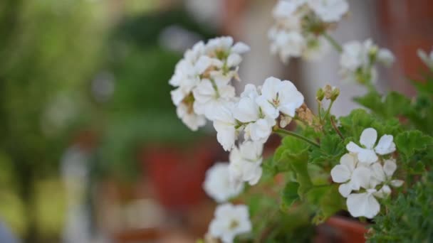 Holdfény Fehér Zóna Geranium Fehér Virág Végén Virágzik Szélben Élvezi — Stock videók