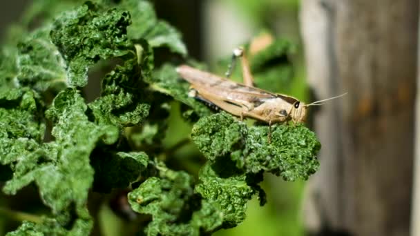 Gartenheuschrecke Acanthacris Ruficornis Frisst Grünes Blatt Nahaufnahme Statisch — Stockvideo