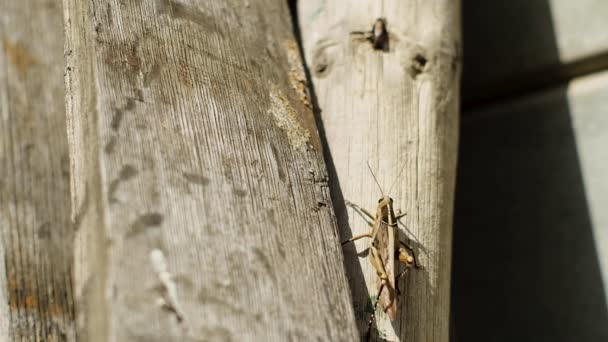 Brown Garden Locust Acanthacris Ruficornis Swaying Side Side Walks Stake — Stock Video