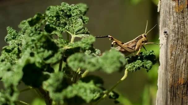 Kahverengi Kısa Boynuzlu Çekirge Bitkiden Bir Tahta Parçasına Tırmanıyor — Stok video
