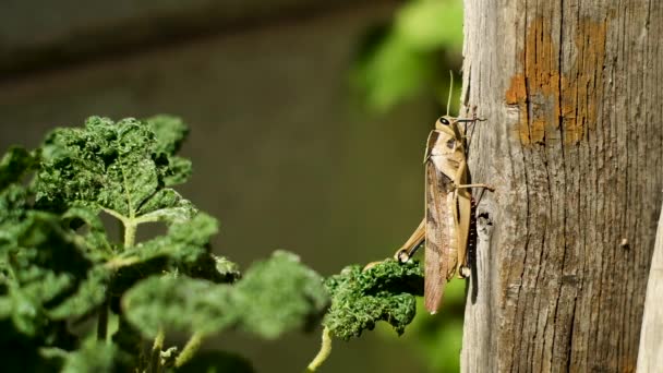 布朗花园的蝗虫坐在一块木头上 奇怪地调整着它的触角 关闭浅浅的田野深度 — 图库视频影像