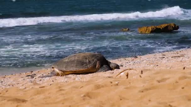 Зеленая Черепаха Отдыхает Песчаных Берегах Мауи — стоковое видео