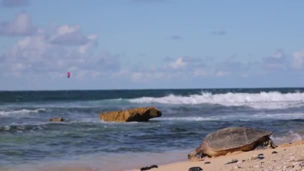 Honu Powraca Morze Wpychając Głowę Pędzące Fale Wybrzeża Maui — Wideo stockowe
