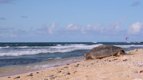 Una Gran Tortuga Marina Verde Tierra Haciendo Camino Hacia Agua — Vídeo de stock