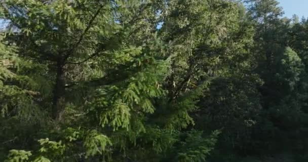Drönare Antenn Natursköna Träd Södra Washington State Skjuten Mavic Cine — Stockvideo