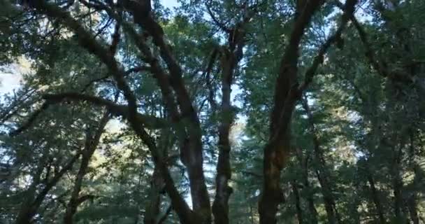 Drone Anteny Malowniczych Drzew Południowym Stanie Waszyngton Postrzelony Mavic Cine — Wideo stockowe