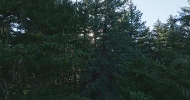 Беспилотник Живописными Деревьями Южном Штате Вашингтон Застрелен Мавик Сайн Кадров — стоковое видео