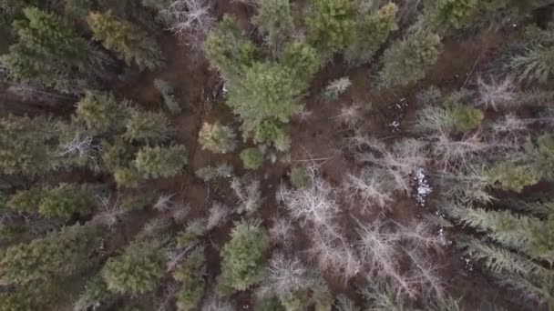 Voando Sobre Floresta Vazia Primavera Temporada Direto Para Baixo Tiro — Vídeo de Stock