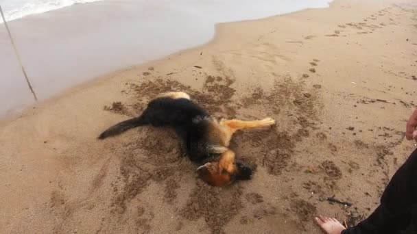Tysk Hund Viftar Med Sin Kropp Stranden Sand Framför Sin — Stockvideo