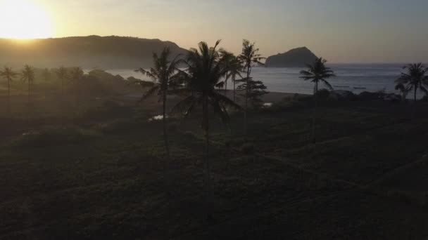 Palm Pohon Siluet Terhadap Kabut Matahari Terbit Pagi Dekat Pantai — Stok Video