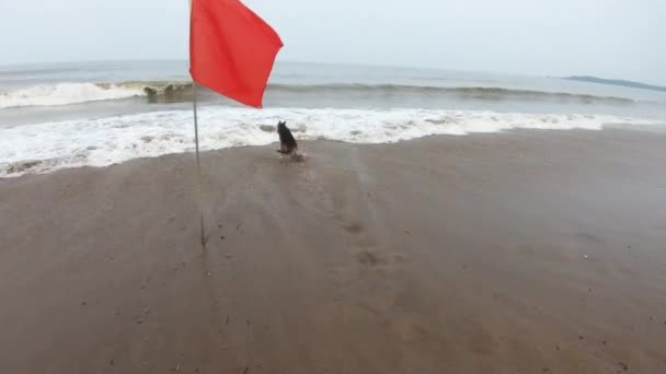 Perro Pastor Alemán Jugando Agua Mar Cerca Alerta Bandera Roja — Vídeo de stock