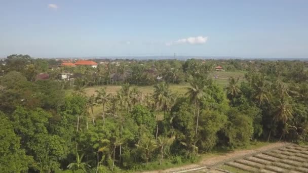 Тропические Воздушные Возвышенности Над Зелеными Рисовыми Полями Кангу Индонезия — стоковое видео