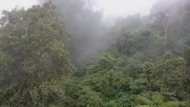 Buja Zöld Dzsungel Antenna Emelkedik Vastag Alacsony Felhő Fehérje — Stock videók