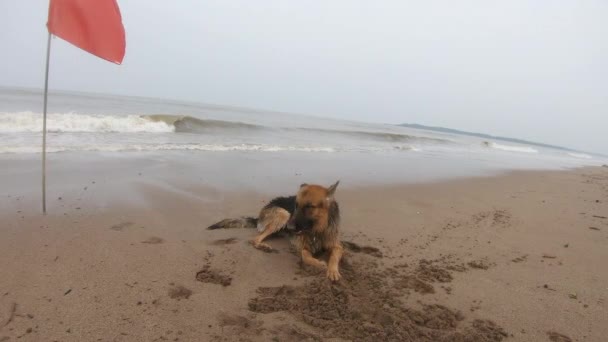 Німецький Пастух Собака Купається Пляжі Біля Червоного Прапора Відео Тварина — стокове відео