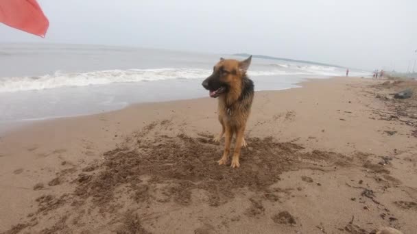 Tysk Herdehund Står Stranden Nära Röd Flagg Varning Videor — Stockvideo