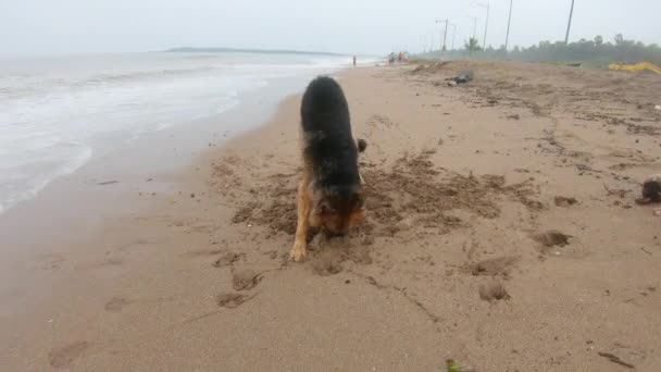 Німецький Собака Пастух Подряпав Пляжний Пісок Відео Склепіння Тварин — стокове відео