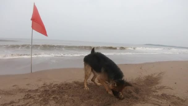 German Dog Waving His Body Sand Beach Front Red Flag — Stock Video