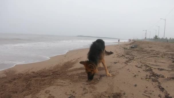 Tysk Herdehund Stranden Videor Sällskapsdjur Kompis Våt Och Glad — Stockvideo