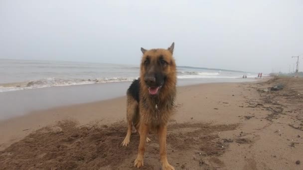 Німецький Собака Пастух Стоїть Пляжі Домашній Портрет Відео — стокове відео
