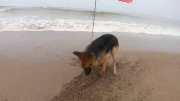 Owczarek Niemiecki Drapie Piasek Plaży Zabawa Zwierzętami Filmiki — Wideo stockowe