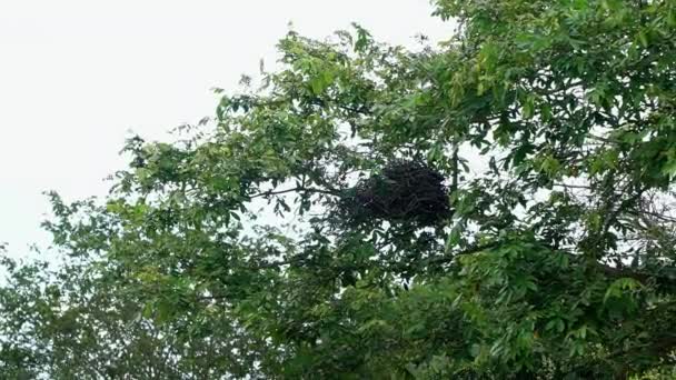 ブラジル北東部のバイーア州の木の上に棒で作られた大きな鳥の巣のスローモーションショット暖かい曇りの夏の日 — ストック動画