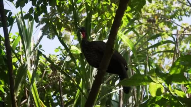 Zwarte Kalkoen Uitziende Vogels Zittend Een Tak Bomen — Stockvideo