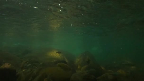 在水下慢镜头拍摄一些在河里平静地游泳的鱼 — 图库视频影像