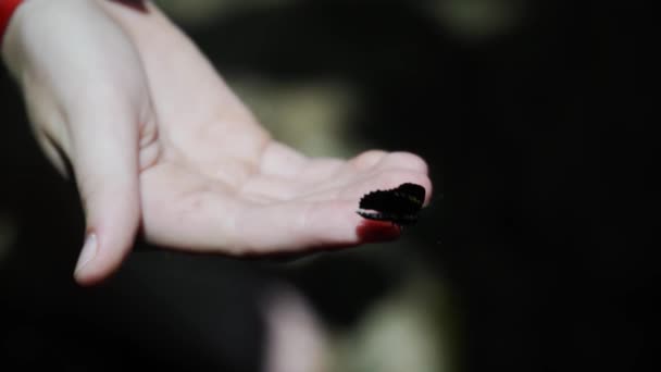 Ein Kleiner Schwarzer Schmetterling Sitzt Auf Ihrer Hand Und Fliegt — Stockvideo