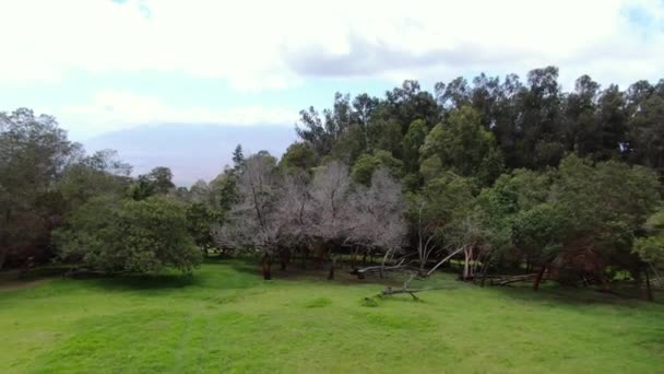 Schitterende Luchtfoto Van Polipoli Forest Maui Die Grandeur Schoonheid Van — Stockvideo