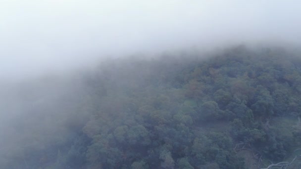 Coastal Fog Rolling Kula Forest Polipoli Maui Aerial — Stock Video
