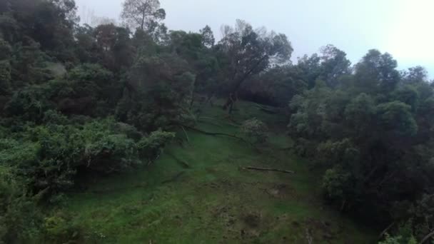米国ハワイ州マウイ島などの気象条件のような落葉樹の枝や干ばつを示す空中映像 — ストック動画