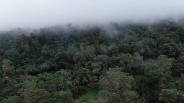 ハワイのマウイ島にあるポリポリの森の林冠の上に浮かぶ空中映像 海岸の霧に浸かる木々 — ストック動画