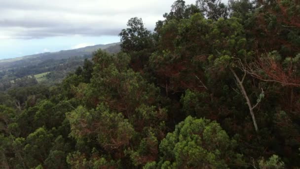 米国ハワイ州マウイ島のPolipoli Spring State Reクリエーションエリアの木の上を飛ぶドローン — ストック動画
