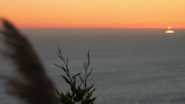 Pampasgras Wiegt Sich Wind Sonnenuntergang Horizont Des Ozeans Idylle Meer — Stockvideo