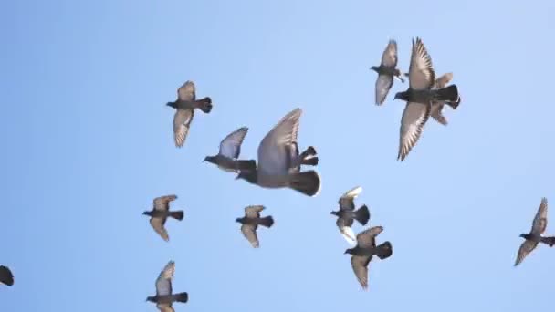 Велика Група Голубів Літає Разом Колах Тлі Яскраво Блакитного Неба — стокове відео
