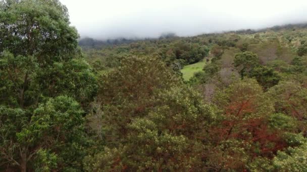 アメリカ合衆国マウイ島の森林地帯を覆う霧 — ストック動画