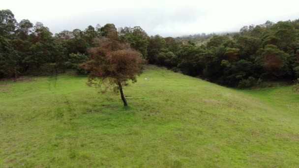 Drone Κυκλώνοντας Ένα Μοναχικό Δέντρο Απομονωμένο Ένα Χλοώδες Πεδίο Στην — Αρχείο Βίντεο
